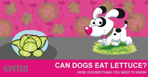 Dogs manufacture their own, sillince 4. Can Dogs Eat Lettuce? Is Lettuce Safe for Dogs to Eat? Let ...