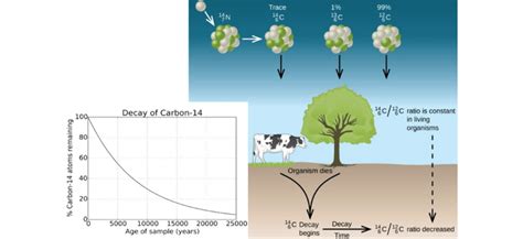 Uniformitarian geologists consider this form of dating strong evidence that the earth is billions of years old. Module 4: Ecosystem Dynamics | Year 11 Biology Guides