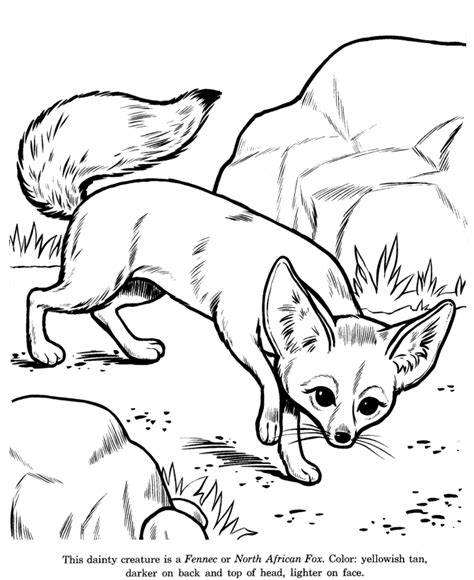 Spring is here in a wave of showers, flowers and baby animals. Fennec Fox drawing and coloring page | Animal drawings ...
