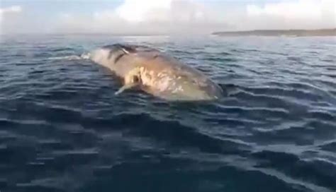 Paus sperma merupakan paus bergigi terbesar yang ditemukan di seluruh samudra dalam dari ekuator sampai tepi bongkahan es kutub utara serta antartika. Bangkai Paus Sperma Sepanjang 12 Meter Terdampar di Perairan Bali