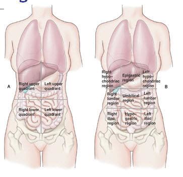 The abdominopelvic region can be divided into four quadrants. Flashcards - Anatomy - Abdominal regions Layers of ...