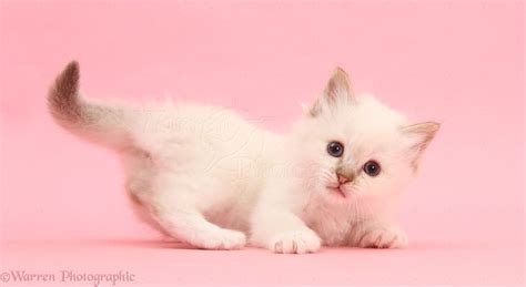 Image about cat in madness luv by shay✨ on we heart it. Colourpoint kitten lying on pink background photo WP39878