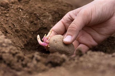 This is a good way to get an early batch of new potatoes. How Long Do Potatoes Take to Grow: What You Need to Know?