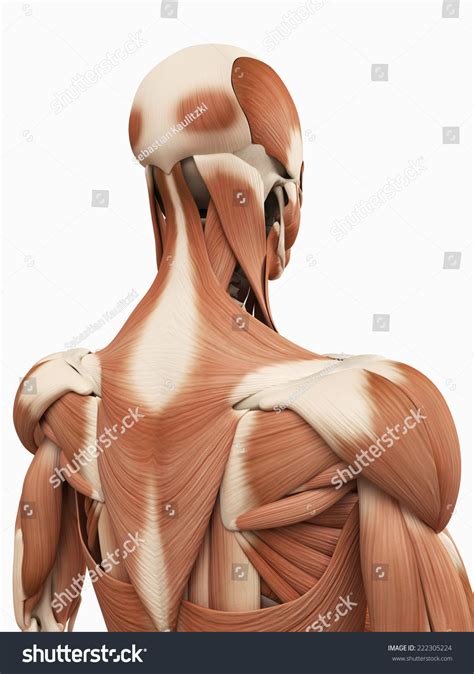 He is mobile, the upper back for the most component is not. Medical 3d Illustration Upper Back Muscles Stock Illustration 222305224 - Shutterstock