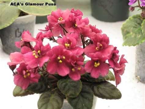 Learn about all your av flower questions here, www.babyviolets.com #babyviolets #africanviolet. Shanti's African violets: January 2012