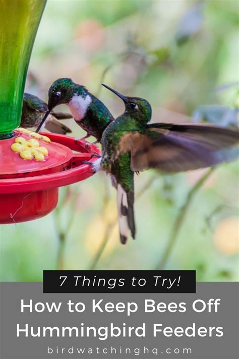 Alibaba.com offers 2,482 hummingbird feeder products. Pin on Bird Feeding Tips