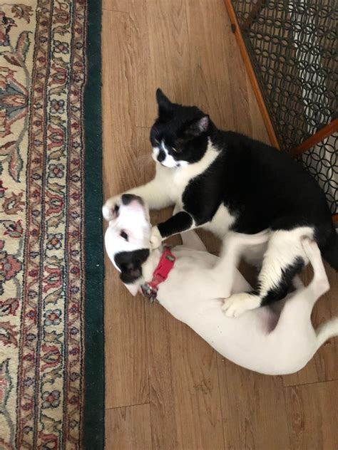 If your state doesn't require that your cat have a license, it's still good to have a name and address tag on your cats collar if you let him outside. How could a Jack Russell Terrier possibly kill cats? - Quora