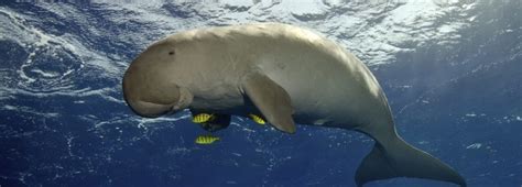 In some areas indigenous hunting is allowed. Dugong washes up on Archies Beach - Bundaberg Now