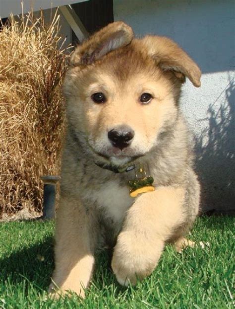 Golden retriever lab mix appearance. golden retriever husky mix puppies | Cute Puppies | Cute ...