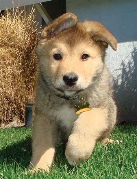 golden retriever husky mix puppies | Cute Puppies | Golden ...