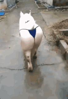 Dogs skateboarding, surfing, dancing and doing dog things. Pig GIFs | Tenor