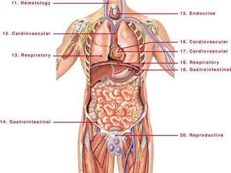 64 diagrama de órganos internos imagen de las partes del cuerpo del cuerpo humano 57. Human Anatomy Internal Organs Pictures | Human body ...