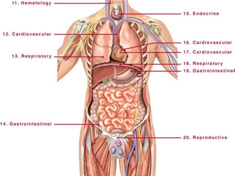 Human male anatomical model with 4k textures. Human Anatomy Internal Organs Pictures | Human body ...