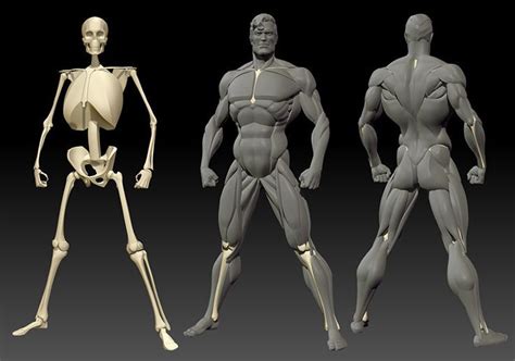 They are generally grouped as part of a long and highly variable lineage of transitional morphs which inhabited the middle pleistocene of europe, and would eventually evolve into the neanderthals (homo neanderthalensis or h. Pin by Natie Babka on МЫШЦЫ | Zbrush anatomy, Man anatomy ...