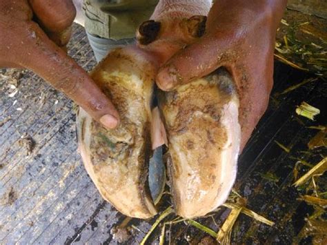 Sel hewan akan pecah jika berada pada larutan. Aneka Jenis Penyakit Pada Sapi dan Cara Pengobatannya ...