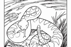 Shop for western diamondback rattlesnake art from the world's greatest living artists. Western Diamondback Rattlesnake Coloring Pages at ...