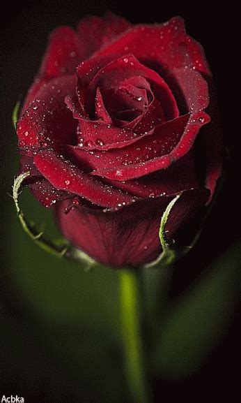 Mazzo di rose rosse gif. Pin di Fortunato Romeo su Gif 2 | Rose belle, Foto di ...