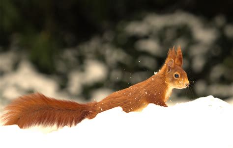 Hat mehrere antworten, denn es gibt den astronomischen, den. Frühlingsanfang ;-) Foto & Bild | snow, winter, schnee ...