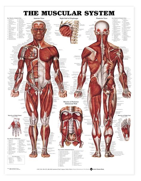 Back of tibia & fibula. Muscular System Anatomical Chart - Muscle Poster 9781587790362