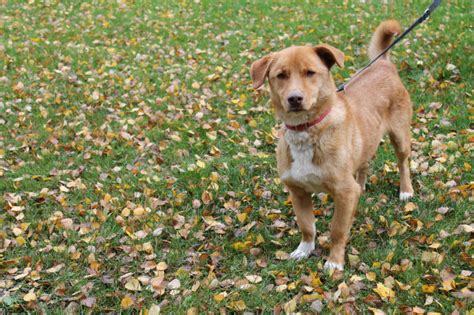 Aber viel lieber möchten die kleinen vierbeiner in einem gemütlichen und liebevollen zuhause leben. Ein Zuhause für Hund Kurt gesucht - WochenENDspiegel