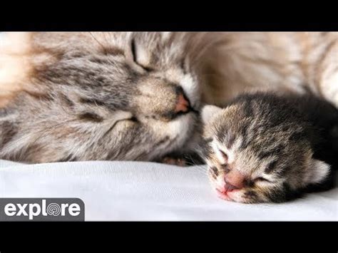 Adopt a cat & save the lives of a homeless kitten. Kitten Rescue - Baby Kittens Cam powered by EXPLORE.org ...