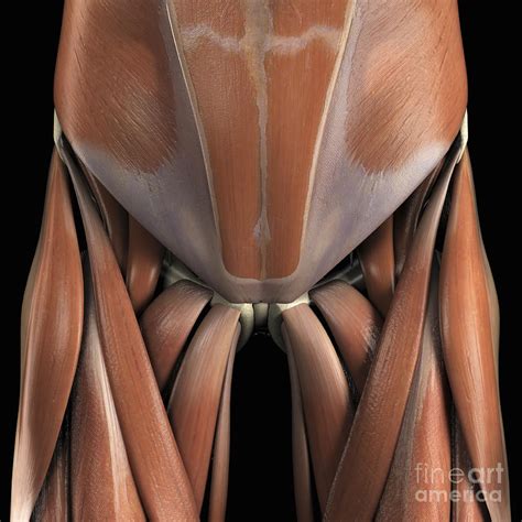 Sigel , george prudden , leana louw , lucinda hampton , rachael lowe , els van haver. Muscles Of The Lower Abdomen And Groin Photograph by ...