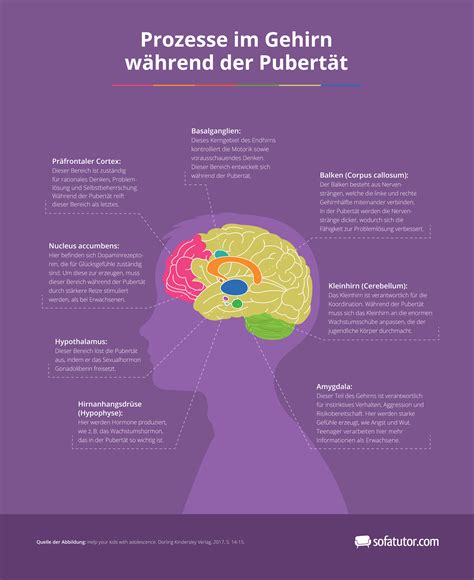 Die pubertät ist ab dem zeitpunkt der geschlechtsreife beendet, bei der hündin somit mit der 1. Pubertät - ein Ratgeber für Eltern
