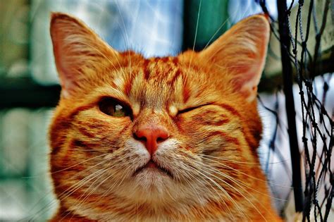 Or do you pick a unique name that no other feline you know is bound to have? Funny Cat Names: For Your Hilariously Offbeat Kitty | The ...