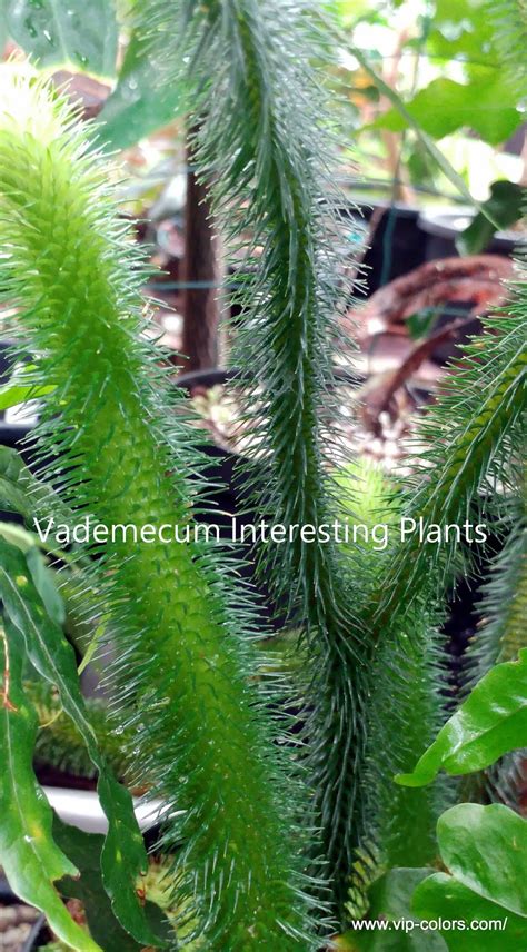 Lycopodium squarrosum is a fern relative commonly called tassel fern or club moss. Vademecum Interesting Plants: Lycopodium squarrosum ...