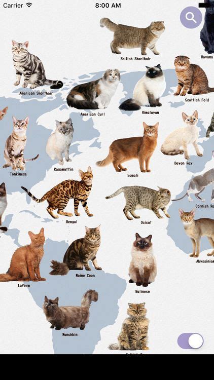 Working with the macro lens on the smartphone, the user should be able to scan and the software is currently equipped to identify a variety of over 20 local malaysian timber groups and is expected to be updated to cover over a. The Best Cat Breed Identification Apps | Cat breeds, Best ...