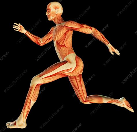 This includes the beating of the heart and the movement of food through the digestive system. Muscular system - Stock Image - P150/0098 - Science Photo ...