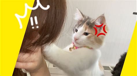 Do cats attack dogs for no reason? 【攻撃がしつこい子猫】My Cat Attacks Me ノルウェージャンフォレストのモコ ...