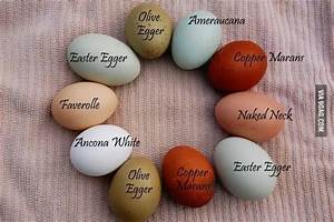 Image Result For Egg Color Chart For Chickens Raising Harvesting