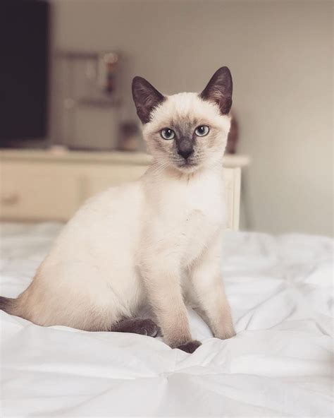 The siamese is typical in that the kitten is born devoid of pigment and begins to form pigment within a few days. 8 Mysteriously Beautiful Siamese Cats and Kittens | Cats ...