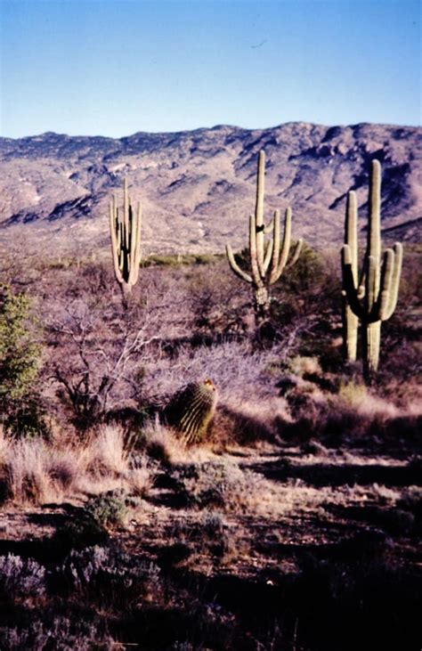 In saguaro national park, studies indicate that a saguaro grows between 1 it would then be gathered to eat. Saguaro Cactus: Habitat, Facts, and Images of Largest ...