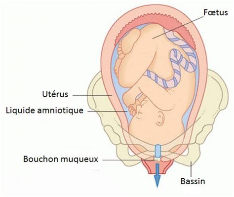 La perte de sang marron, en particulier au début de la grossesse, est assez courante et peut avoir plusieurs causes, elle ne remet pas du tout votre grossesse en cause. Bouchon muqueux - Neufmois.fr