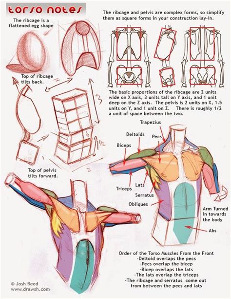 Human torso anatomy models are great for use in the classroom and will make learning the location of doctors and medical instructors employ torso manikins to illustrate the complicated structure and. Character Anatomy | Torso