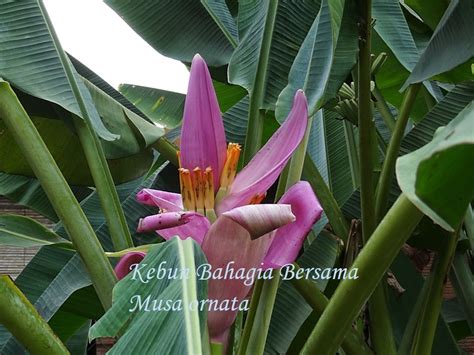 Check spelling or type a new query. Kebun Bahagia Bersama: The Real Bunga of Pisang Bunga