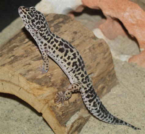 02:46 lagu banyuwangi yg menjadi lagu kebangsaan partai komunis indonesia. ADW: leopardgecko.jpg