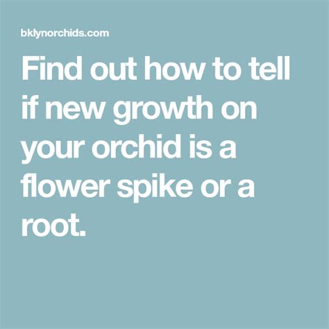 It is generally said that you should not repot an orchid in bloom and further, you should wait to repot when you begin to see active root growth. How to Identify a New Orchid Root vs. Flower Spike ...