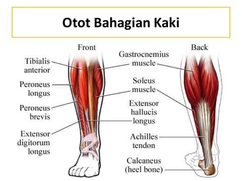 Gerak manusia dihasilkan oleh kontraksi otot yang menghasilkan gaya untuk menggerakkan anggota badan. Definisi dan Fungsi Otot Rangka Manusia