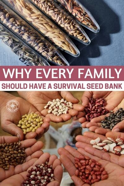 The seeds were, literally, in tiny clear plastic bags left to rattle around the inside of the large dvd/cd case they were shipped in (20 years ago called, they want their shipping method back!). Why Every Family Should Have a Survival Seed Bank