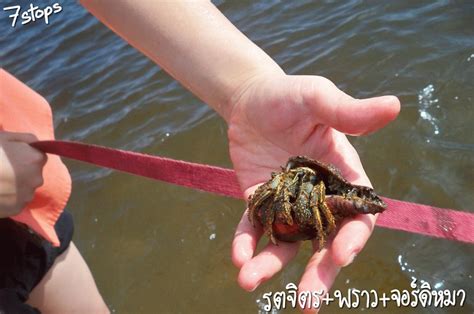 กด ติดตาม ช่อง keeptive ให้ด้วยนะครับfb : ปูเสฉวนยักษ์ | พาหมาเที่ยว หาดเจ้าสำราญ จังหวัดเพชรบุรี ...