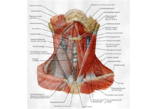 Definitions for canalis vertebralis canalis vertebralis. Хирургическая анатомия позвоночника и шеи Canalis vertebralis