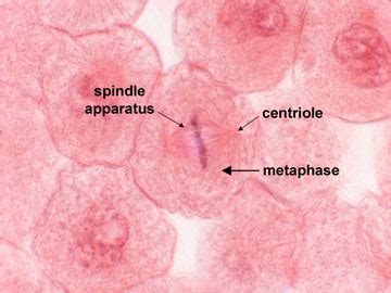 There is also another type of microscope called light microscope which uses light. Metaphase - Animal Cell