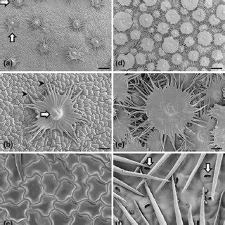 A scale consists of a discoid plate of cells, often borne on a stalk or attached directly to the foot. (PDF) Peltate trichomes on biogenic silvery leaves of ...