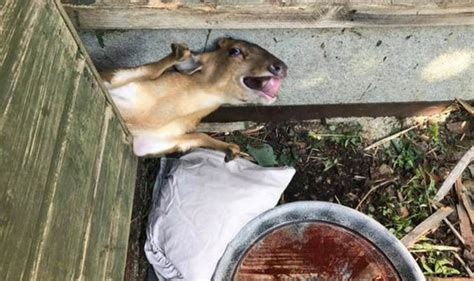 The muntjac deer have a new home. Muntjac deer rescued after being stuck down the side of a ...