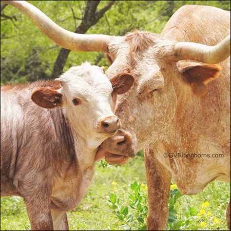 Learn about their care and habitat requirements before making the commitment to own one or many. Pet Goats For Sale In Texas - Animal Friends