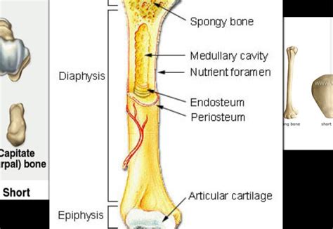 The outside of the flat bone consists of a layer of connective tissue called the periosteum. Bones at Fanshawe College of Applied Arts and Technology ...