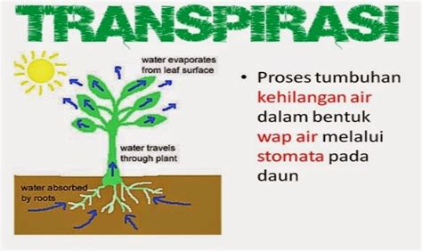 Evaporasi atau penguapan adalah proses pelepasan air ke udara dari permukaan air yang terbuka sedangkan transpirasi adalah proses pelepasan air ke udara dari tanaman. Pengertian Transpirasi Dan Evaporasi | Ilmu Teknik Sipil Indonesia